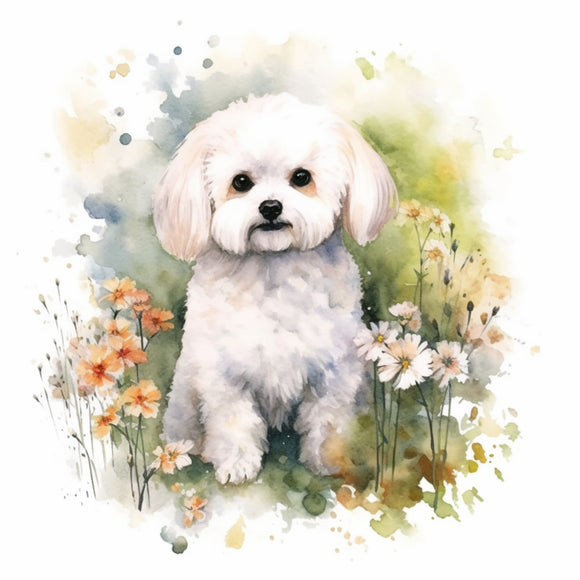 Bichon Frise 5