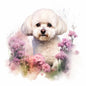 Bichon Frise 6