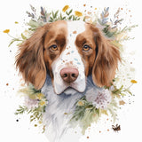 Brittany Spaniel 10