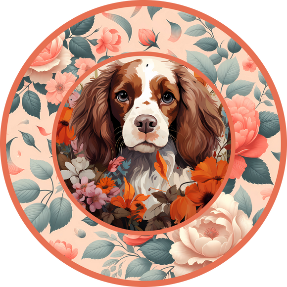 Brittany Spaniel 11