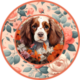 Brittany Spaniel 11