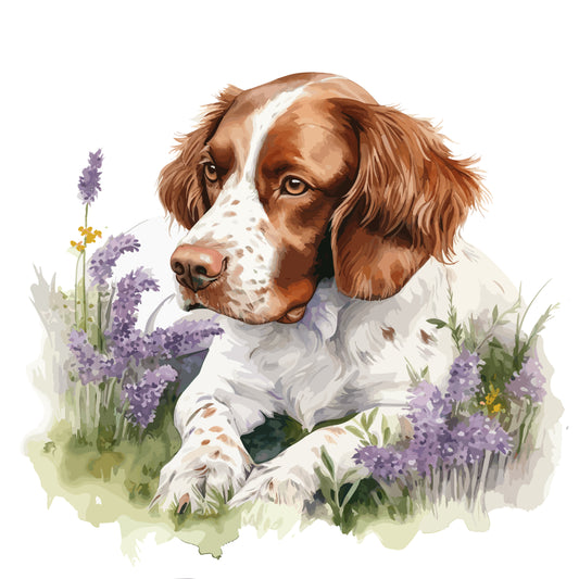 Brittany Spaniel 3
