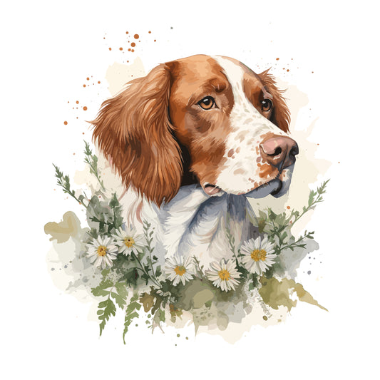 Brittany Spaniel 4