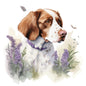 Brittany Spaniel 5