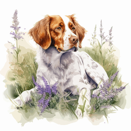 Brittany Spaniel 6