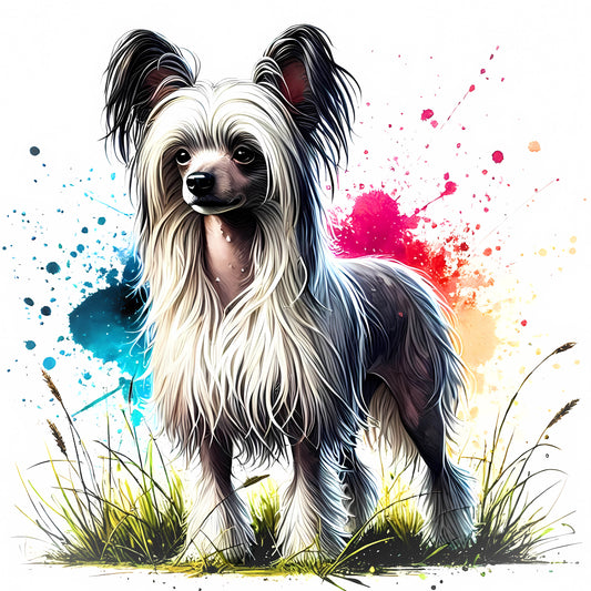 Chinese Crested 1