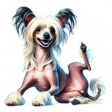 Chinese Crested 10