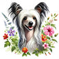 Chinese Crested 11