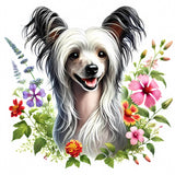 Chinese Crested 11