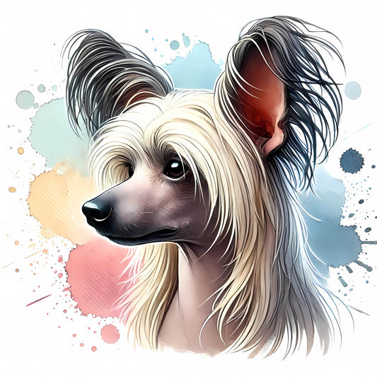Chinese Crested 2