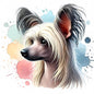 Chinese Crested 2