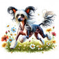 Chinese Crested 3