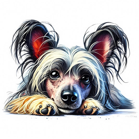 Chinese Crested 4
