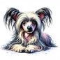Chinese Crested 5