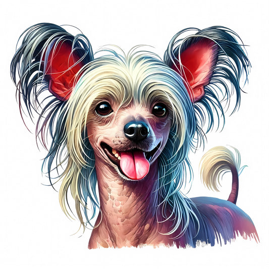 Chinese Crested 7