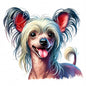 Chinese Crested 7