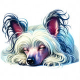 Chinese Crested 8