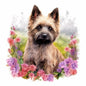 Cairn Terrier 10