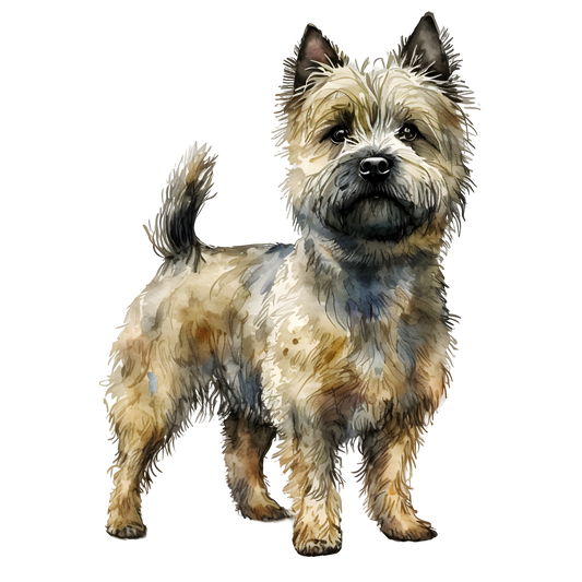Cairn Terrier 11