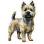 Cairn Terrier 11