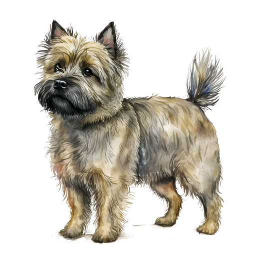 Cairn Terrier 12