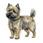 Cairn Terrier 12