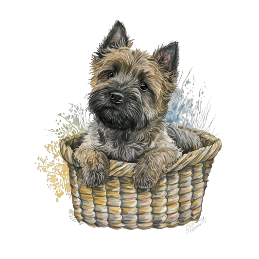 Cairn Terrier 13