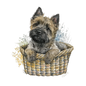 Cairn Terrier 13