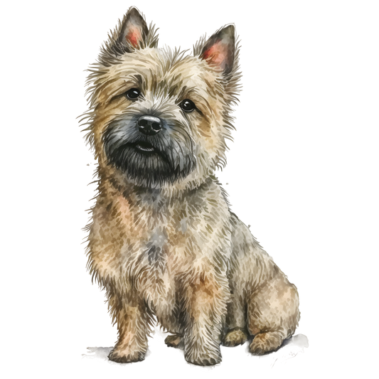 Cairn Terrier 14