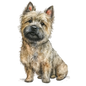 Cairn Terrier 14