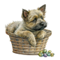 Cairn Terrier 15