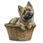 Cairn Terrier 16
