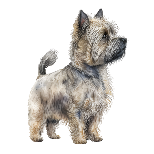 Cairn Terrier 17