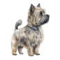 Cairn Terrier 17