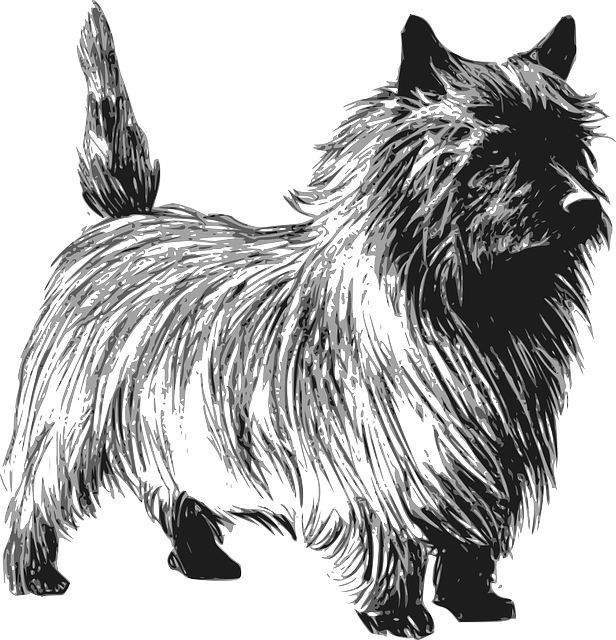 Cairn Terrier 18