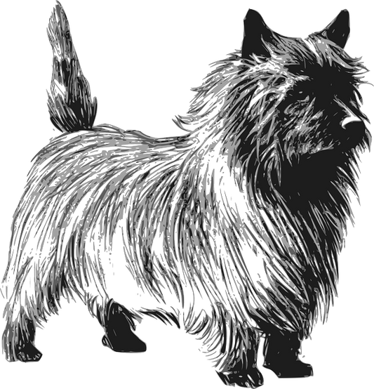 Cairn Terrier 18