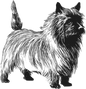 Cairn Terrier 18
