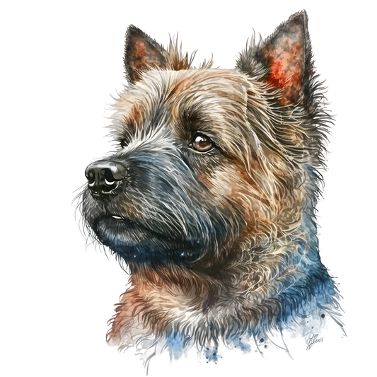 Cairn Terrier 19