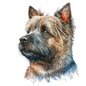 Cairn Terrier 19