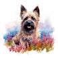 Cairn Terrier 2