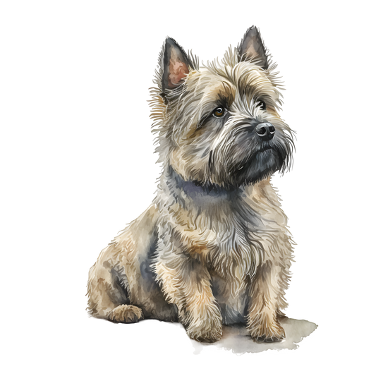 Cairn Terrier 20