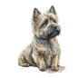 Cairn Terrier 20