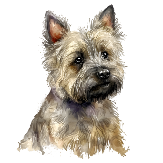 Cairn Terrier 21