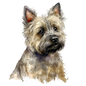 Cairn Terrier 21