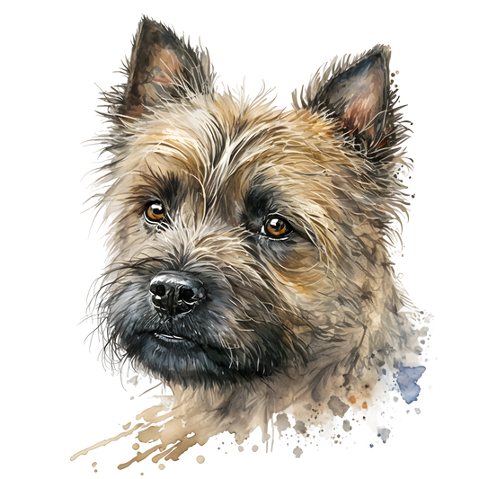 Cairn Terrier 22