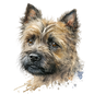 Cairn Terrier 22