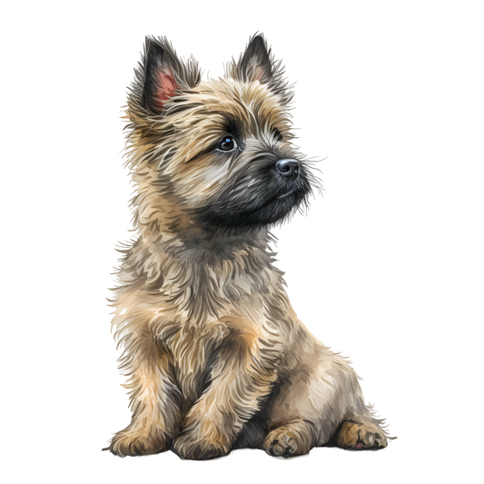 Cairn Terrier 23