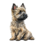 Cairn Terrier 23