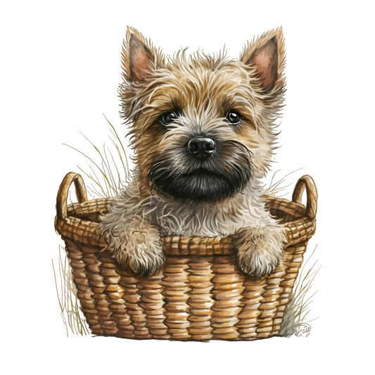 Cairn Terrier 24