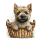 Cairn Terrier 24